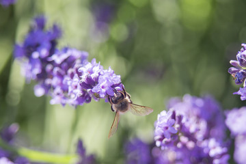 Bee on a flower