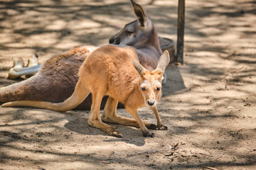 Kangaroo Joey and Mum in captivity in the Gold Coast, Australia