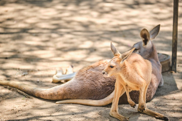 Kangaroo Joey and Mum in captivity in the Gold Coast, Australia