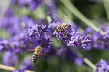Bee on a flower