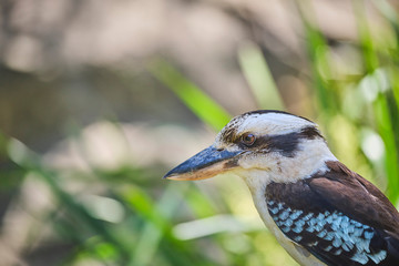 Blue winged kookaburra perched on fence in the wild