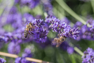 Bee on a flower