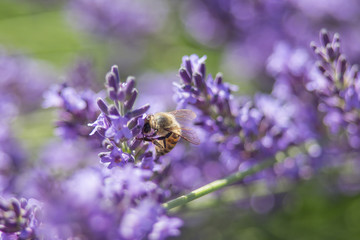 Bee on a flower