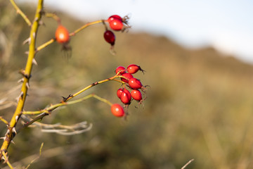 Wild rosehips on a branch