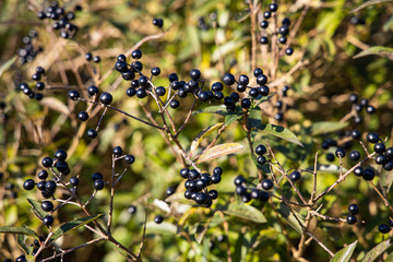 Wild privet berries on a branch