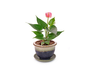 Anthurium flower in pot isolated on white background. Anthurium is a flowering plants. General common names include anthurium, tailflower, flamingo flower, and laceleaf.