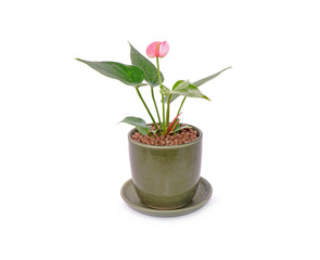 Anthurium flower in pot isolated on white background. Anthurium is a flowering plants. General common names include anthurium, tailflower, flamingo flower, and laceleaf.