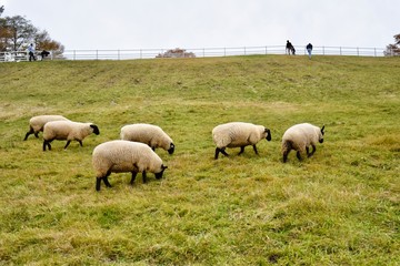 Obraz premium ヒツジ, サフォーク種