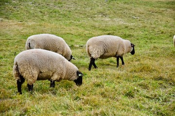 ヒツジ, サフォーク種