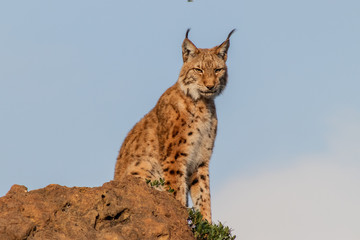 a boreal lynx resting in its territory