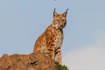 Outdoor kussens a boreal lynx resting in its territory © iker