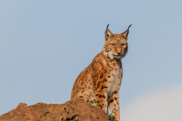 a boreal lynx resting in its territory © iker