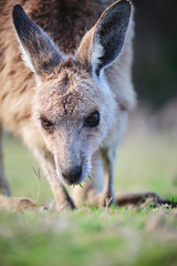 Wild Kangaroos and joeys on open grass land in Gold Coast, Queensland, Australia