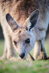Wild Kangaroos and joeys on open grass land in Gold Coast, Queensland, Australia