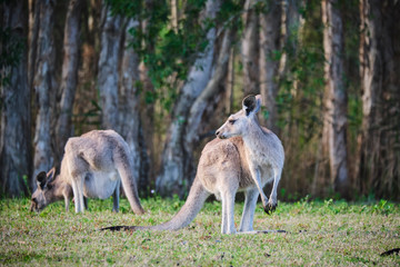 Wild Kangaroos and joeys on open grass land in Gold Coast, Queensland, Australia