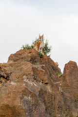 a boreal lynx resting in its territory