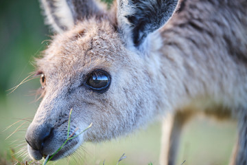 Wild Kangaroos and joeys on open grass land in Gold Coast, Queensland, Australia