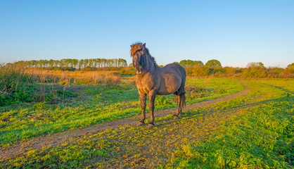Horse in a field with reed in sunlight at sunrise in autumn © Naj