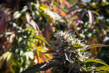 Marijuana Flower, Papaya Strain (close-up)