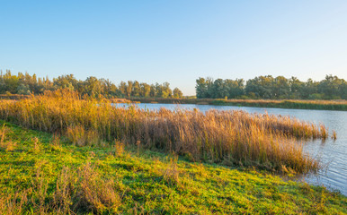 Fototapeta premium Reed along the edge of a lake in sunlight at sunrise in autumn