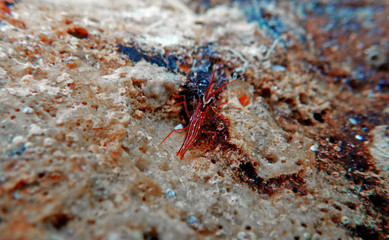 Lysmata peppermint shrimp in underwater scene on the rock