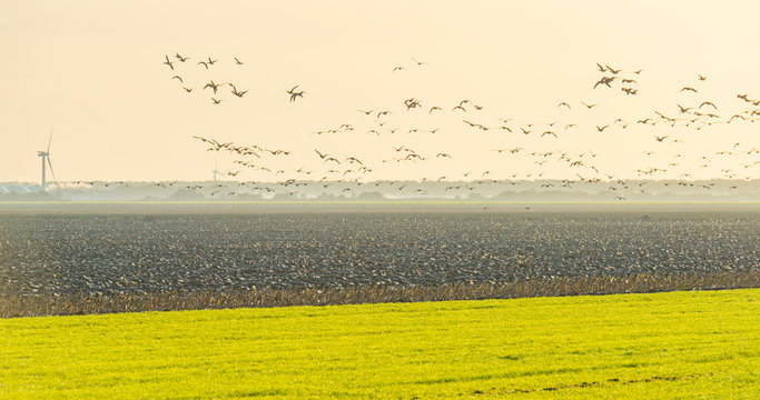 Birds flying over a field with wind turbines in sunlight at fall