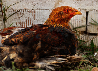 chicken feed, chickens fed on the farm