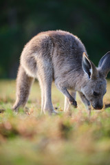 Wild Kangaroos and joeys on open grass land in Gold Coast, Queensland, Australia
