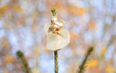 Anioł z tłem  © zibi