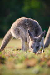 Naklejka na ściany i meble Wild Kangaroos and joeys on open grass land in Gold Coast, Queensland, Australia