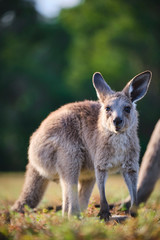 Wild Kangaroos and joeys on open grass land in Gold Coast, Queensland, Australia