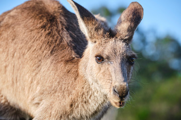 Wild Kangaroos and joeys on open grass land in Gold Coast, Queensland, Australia