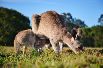 Wild Kangaroos and joeys on open grass land in Gold Coast, Queensland, Australia