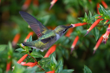 Fototapeta premium Hummingbird