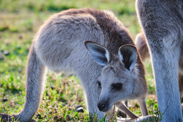 Wild Kangaroos and joeys on open grass land in Gold Coast, Queensland, Australia