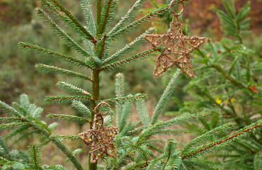 Święta, choinka, gwiazdy  © zibi