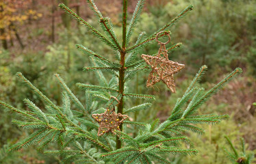  Boże Narodzenie, gwiazdy  © zibi