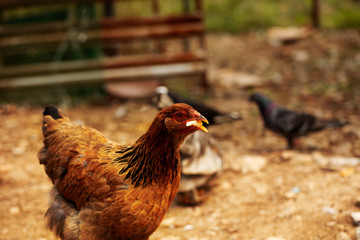 chicken feed, chickens fed on the farm