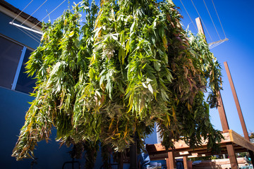 Fototapeta na wymiar Cut Cannabis Plants Hanging After Harvest