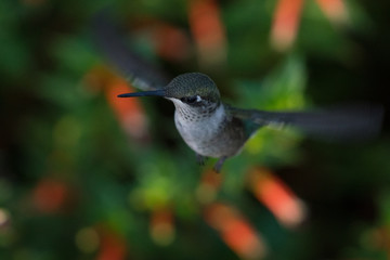 Fototapeta premium Hummingbird