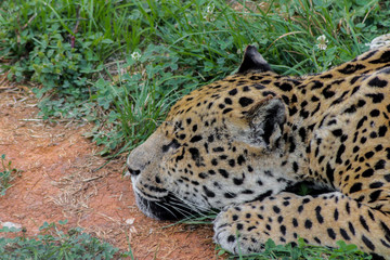 a jaguar lying on top of the green grass