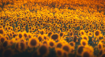 texture of sunflower
