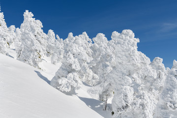 西吾妻山の樹氷