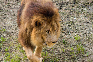 a lion walking through its territory