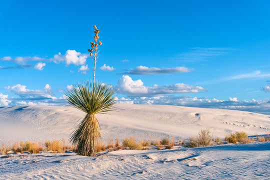 Sand dunes in White Sands National Park, New Mexico