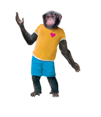 chimpanzé, singe, jeune, animal, habillé en homme, sympa, mouvement, expression, drôle, debout, chemise jaune, souriant, attitude, démonstration de, pose, position, force, réussite, short bleu, coloré