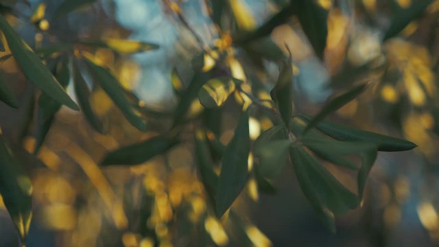 Beautiful sunlight falls on olive tree leaves