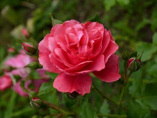 Obraz premium A growing rose of pink color. English rose.