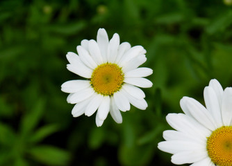 Growing white daisies on a green background. Place for text.