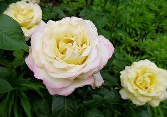 A growing white rose. Blooming flower. Rose variety Gloria dei.